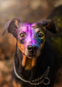 Portrait of dog with powder paint