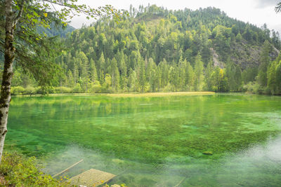 Scenic view of lake by trees in forest