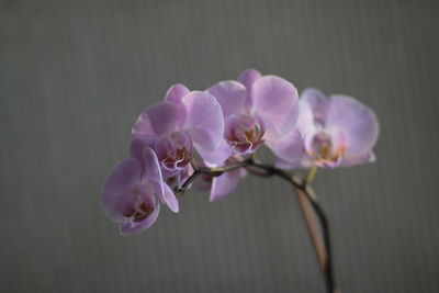 Close-up of pink orchids