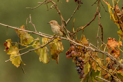 Close-up of bird perching on tree