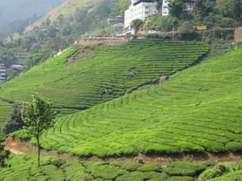 Scenic view of tea plantation 