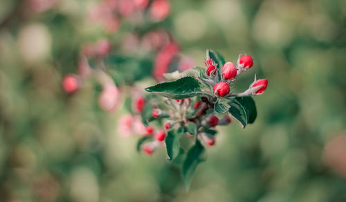 Close-up of purple flowering plant