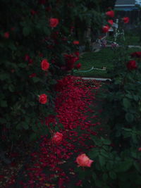 Close-up of red flowers