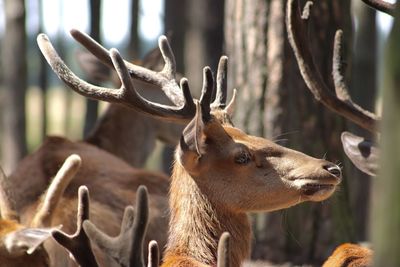 Close-up of deer