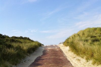 Narrow pathway along trees