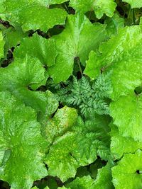 Full frame shot of fresh green leaves