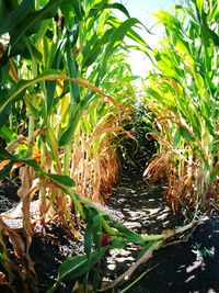 Close-up of crops growing on field