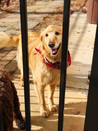 Portrait of dog