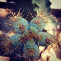 Close-up of plant