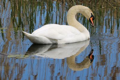 Swan floating on lake