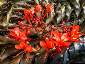 Close-up of flowers for sale