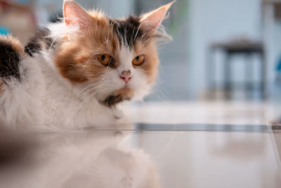 Close-up of cat looking away