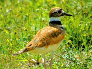 Close-up of bird perching on field