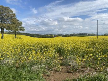 Scenic view of oilseed rape field against sky