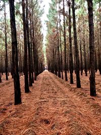 View of trees in forest