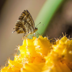 Close-up of butterfly pollinating on yellow flower