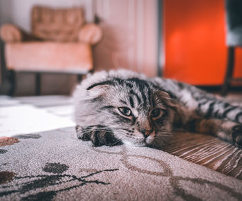 Portrait of a cat relaxing on bed at home