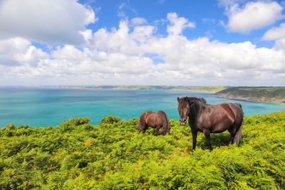 Wild horses in amazing cornwall