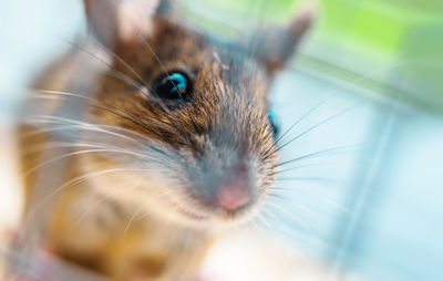 Close-up of squirrel