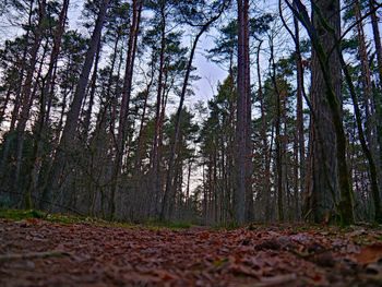 Trees in forest against sky