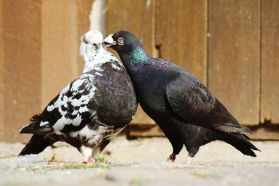 Close-up of pigeon feeding