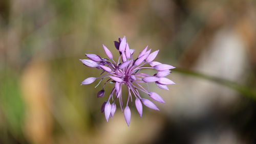 Close-up of purple flower