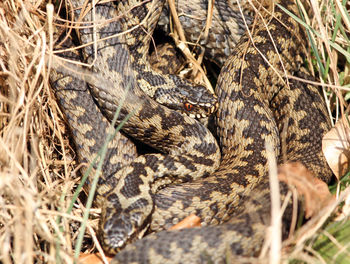 Close-up of lizard on grass
