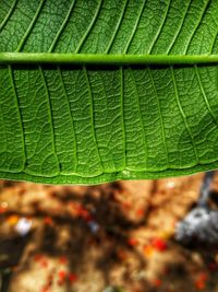 Close-up of wet leaf