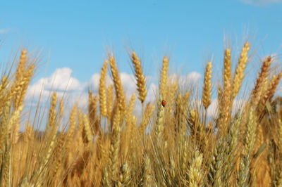 Close-up of wheat field against clear sky