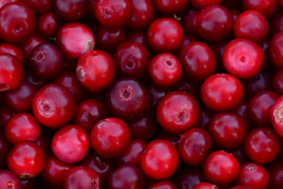 Lingonberry red juicy berry ripe fresh fruit background