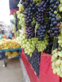 Close-up of grapes in vineyard