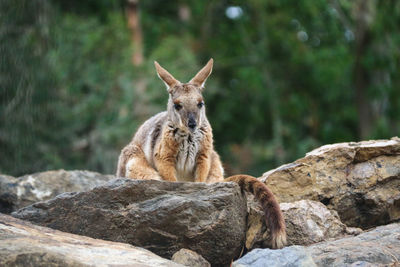 Close-up of wallaby sitting on rock