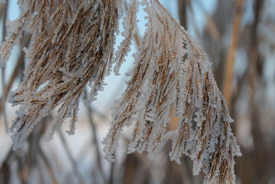 Close-up of plant