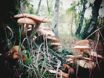 Close-up of mushroom growing in forest