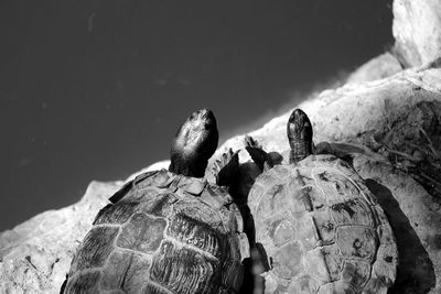 Close-up of turtles by pond on rock