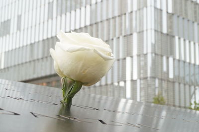 Close-up of white rose