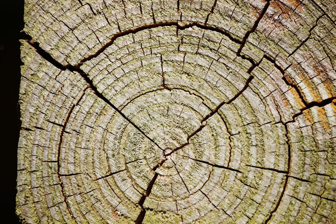 CLOSE-UP OF TREE STUMP