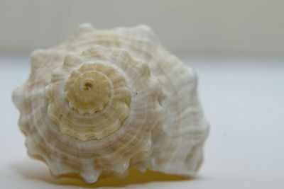 Close-up of seashell