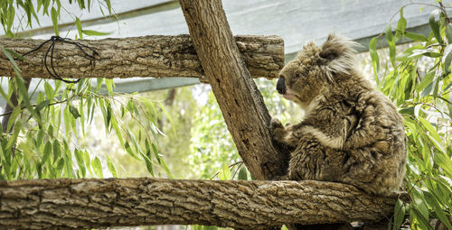 Low angle view of koala bear on tree in zoo