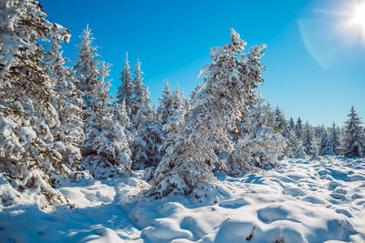 Snow covered trees against clear sky