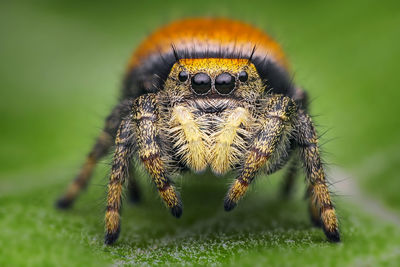 Close-up of spider