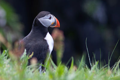 Close-up of puffin