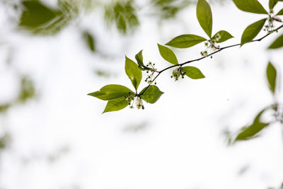 Close-up of plant leaves