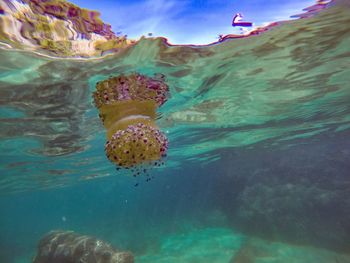 Close-up of jellyfish swimming in sea