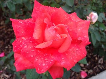 Close-up of pink rose