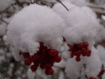 Close-up of snow on tree during winter