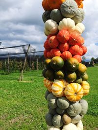 Stack of fruits hanging on tree