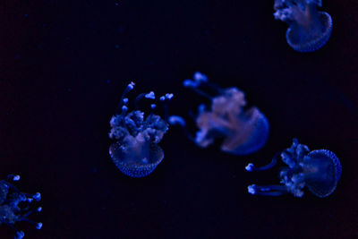 Jellyfish swimming in sea