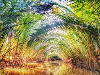 Palm trees growing on field