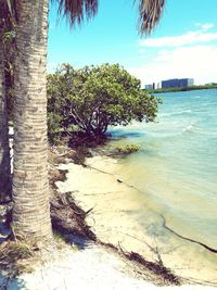 Trees on beach against sky